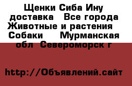 Щенки Сиба Ину доставка - Все города Животные и растения » Собаки   . Мурманская обл.,Североморск г.